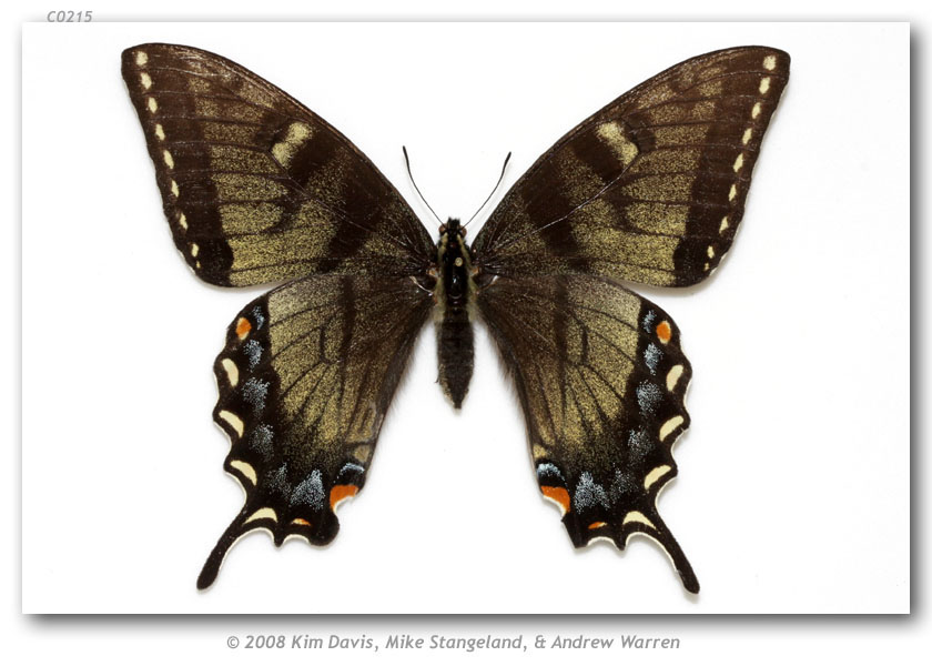Papilio appalachiensis female (E.fork Glady River, Rand Co., WV, 6-18-1984) (Internet Image property of respective owner, non-commercial use only)